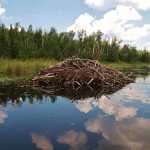 BWCA 605